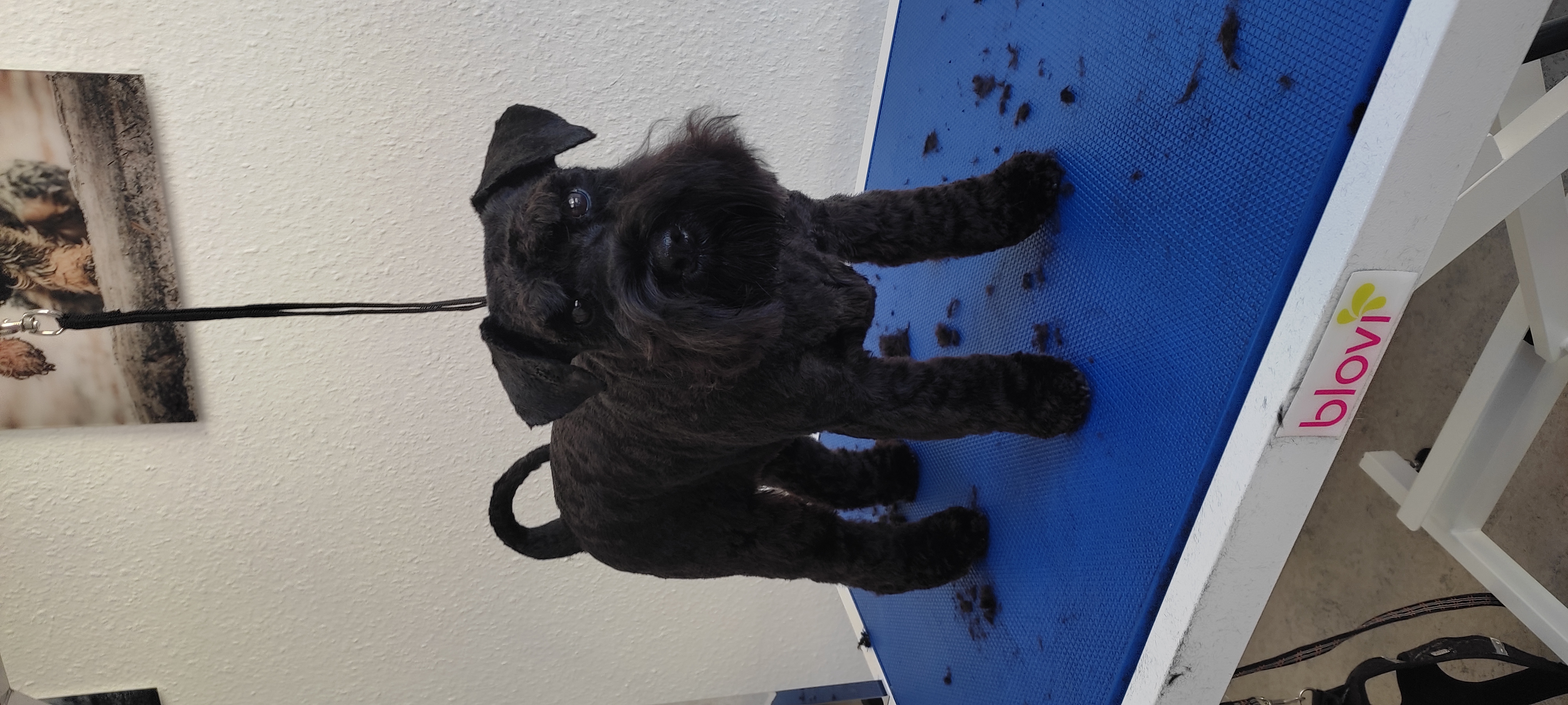 Hund 1