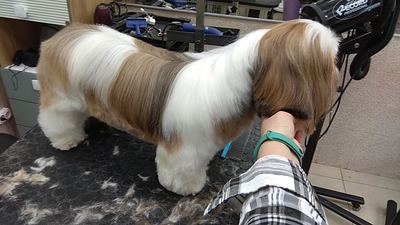 Hund 9