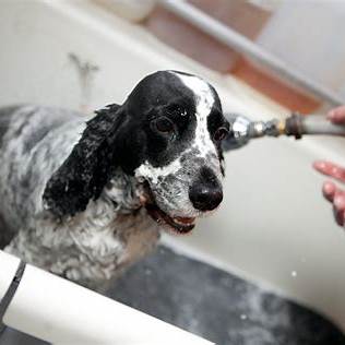 Hund bei Baden