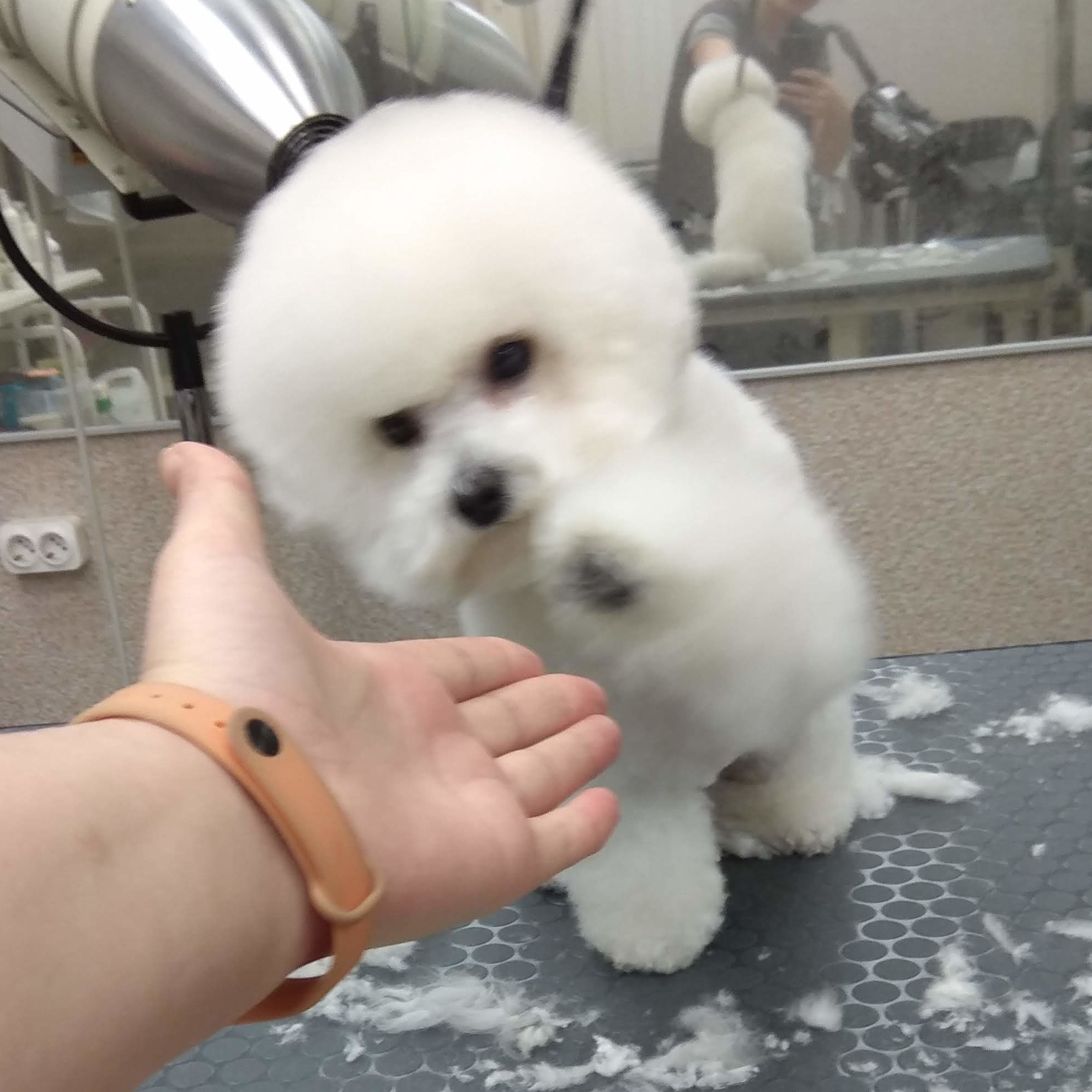Hund nach Schneiden