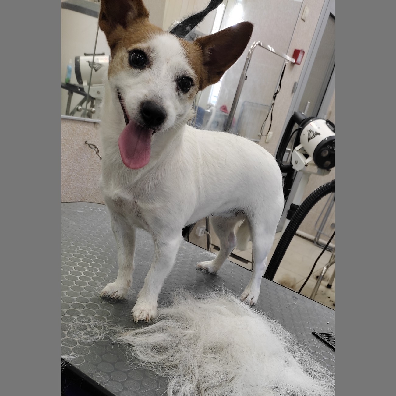 Hund nach Trimmen